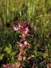 Pedicularis palustris