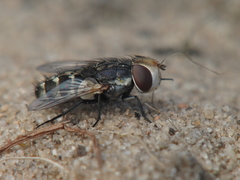 Miltogramma oestracea