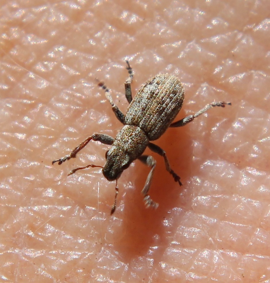 Sitona vittatus