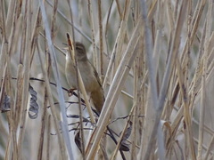 Locustella luscinioides
