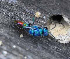 Chrysis fulgida