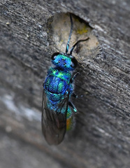 Chrysis fulgida