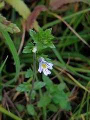Euphrasia stricta