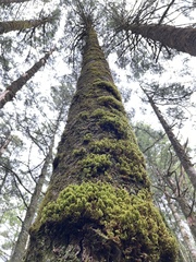 Pinus morrisonicola