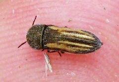 Acmaeoderella cypriota gerae