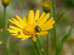 Cryptocephalus nitidulus