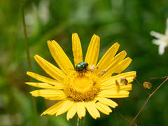 Cryptocephalus nitidulus