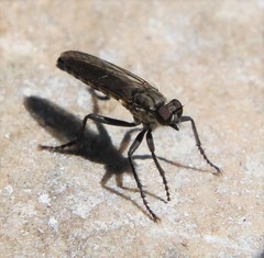 Lasiopogon