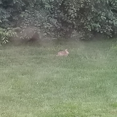 Sylvilagus floridanus