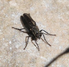 Lasiopogon