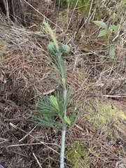 Pinus morrisonicola