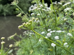 Oenanthe crocata