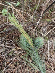 Pinus morrisonicola