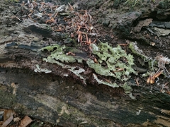 Fungi