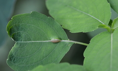 Neolasioptera impatientifolia