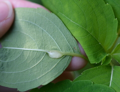 Neolasioptera impatientifolia