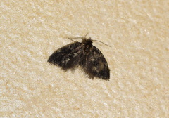 Narycia duplicella