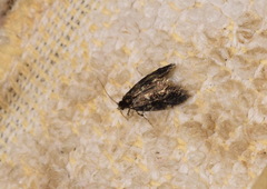 Narycia duplicella