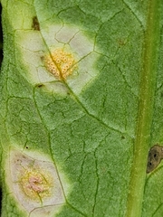 Puccinia caricis-montanae