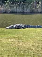 Alligator