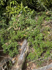 Ligustrum morrisonense