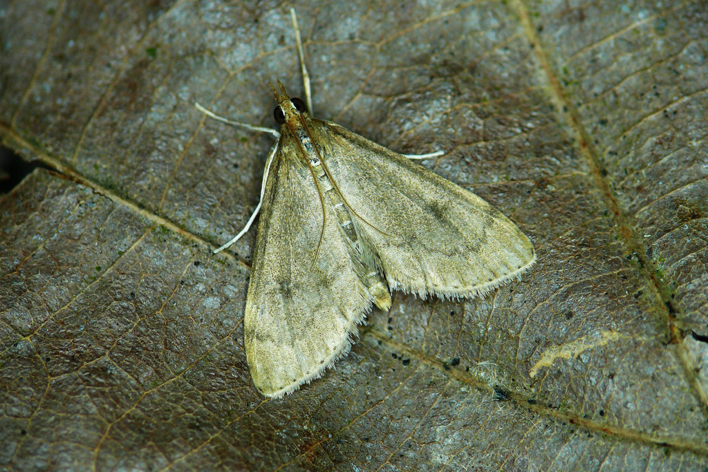Udea accolalis