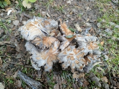 Fungi