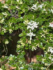 Ligustrum morrisonense