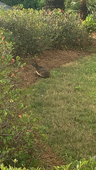 Sylvilagus palustris