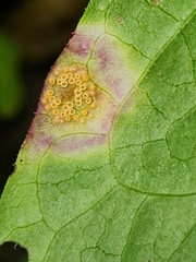 Puccinia caricis-montanae