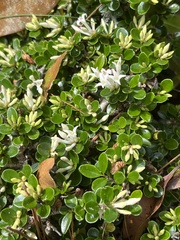 Ligustrum morrisonense