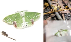 Protuliocnemis castalaria