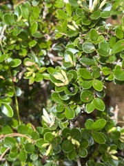 Ligustrum morrisonense