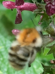 Bombus pascuorum