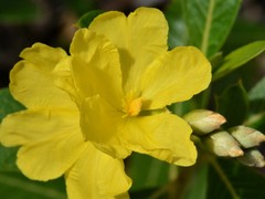 Hibbertia dealbata