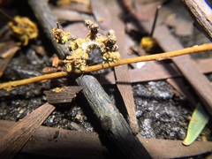 Protuliocnemis castalaria