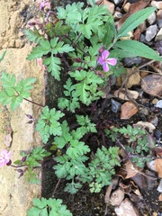 Geranium robertianum