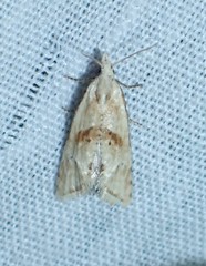 Cochylimorpha straminea