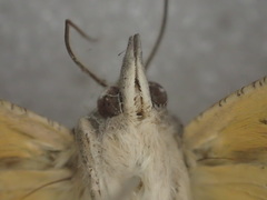 Hypocala guttiventris