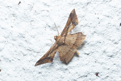 Krananda latimarginaria