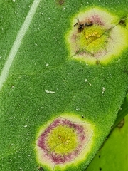 Puccinia caricis-montanae