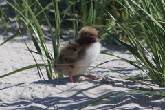 Sterna hirundo hirundo