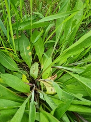Puccinia caricis-montanae
