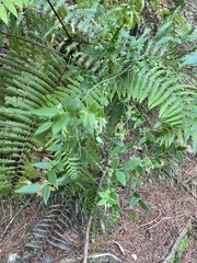 Vaccinium japonicum lasiostemon