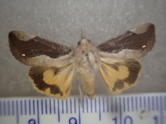 Hypocala guttiventris