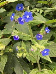 Pentaglottis sempervirens