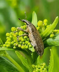 Lixus myagri