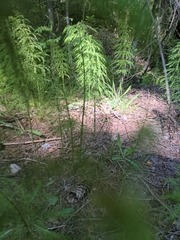 Equisetum sylvaticum
