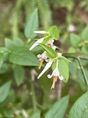 Vaccinium japonicum lasiostemon
