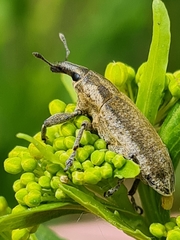 Lixus myagri